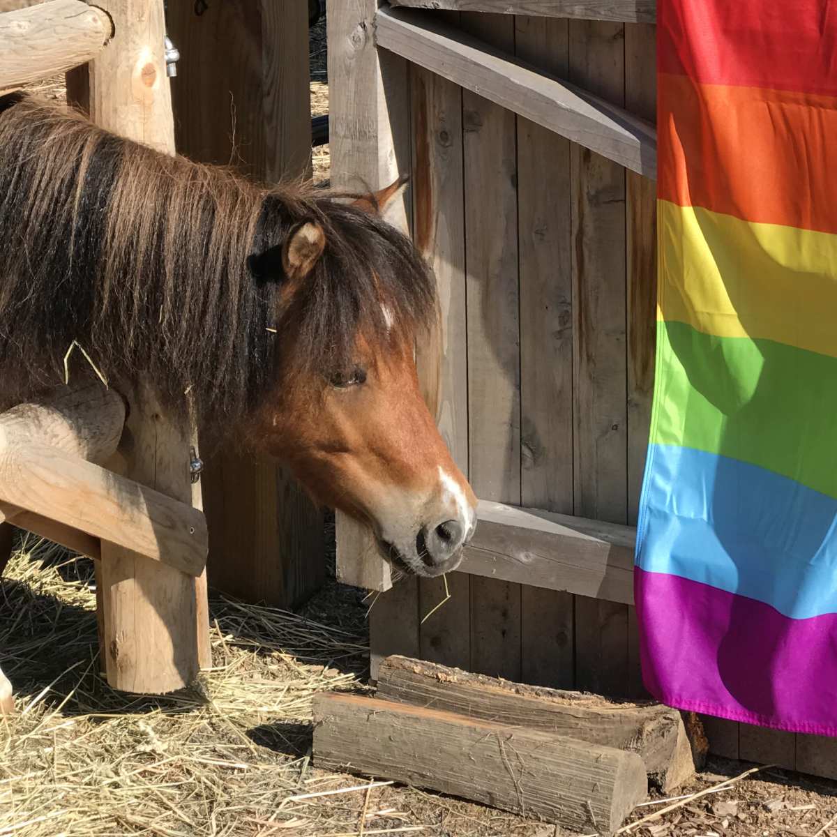 A horse stands near a colorful rainbow flag hanging on a wooden fence.