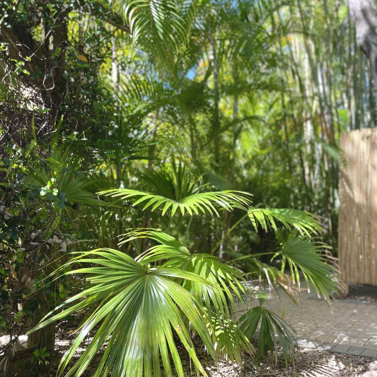 A pathway lined with tropical palm leaves leads to a bamboo privacy fence amidst a lush green garden.