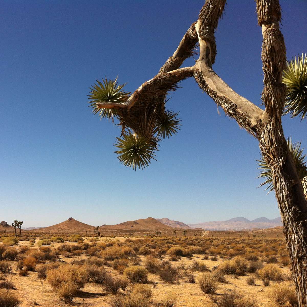 A barren desert landscape features several Joshua trees and distant mountain ranges under a clear blue sky.