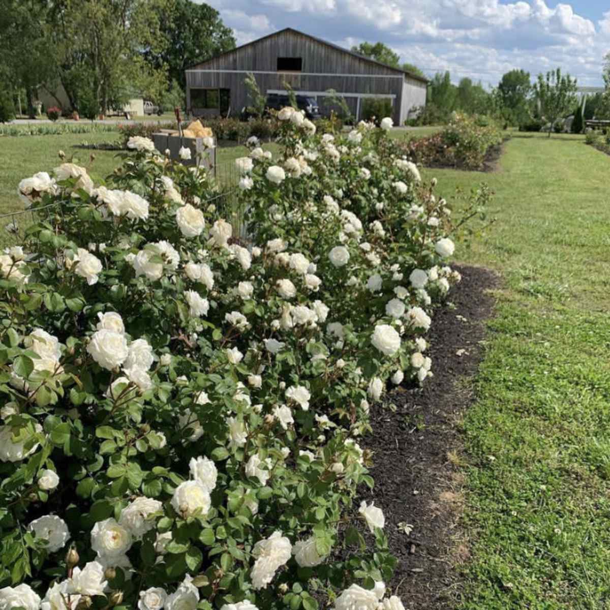 A row of flowering white roses lines a grassy path leading to a metal shed in a garden.