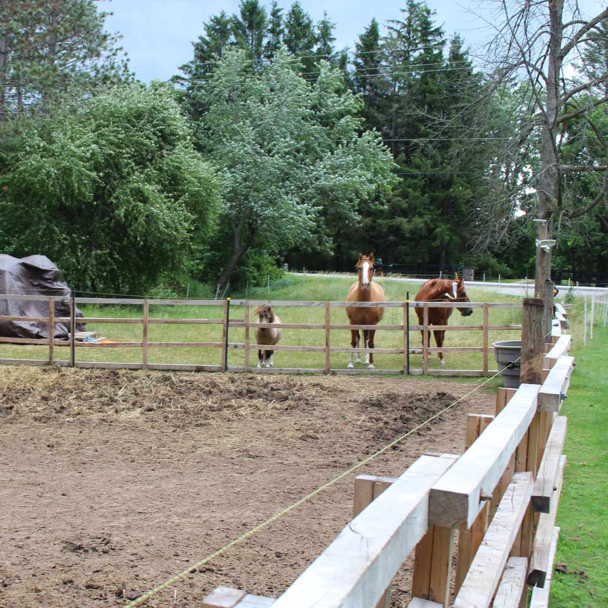 A fenced area with several horses standing near a tarp-covered structure, surrounded by trees and grass.