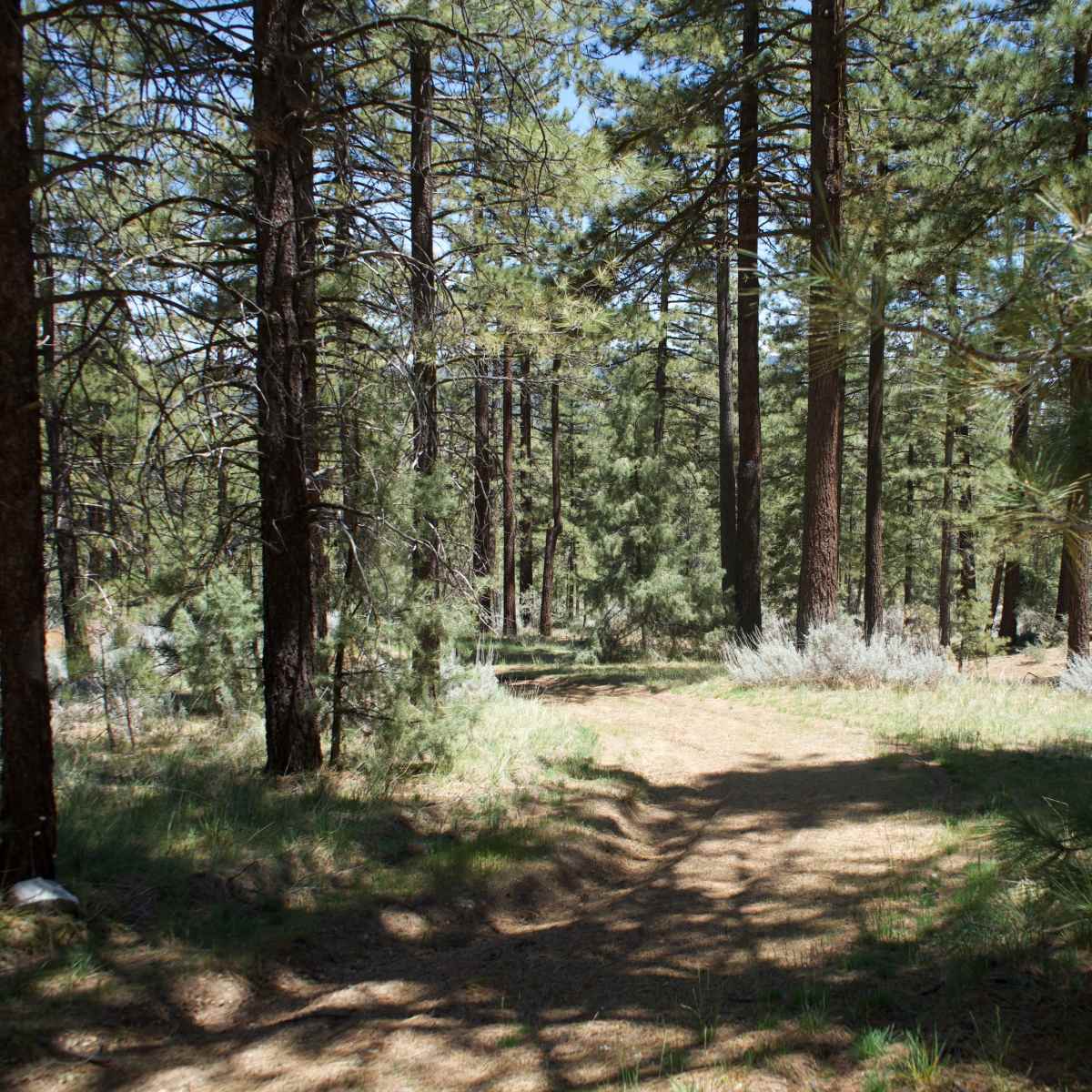 A dirt path winds through a densely wooded area with tall pine trees.