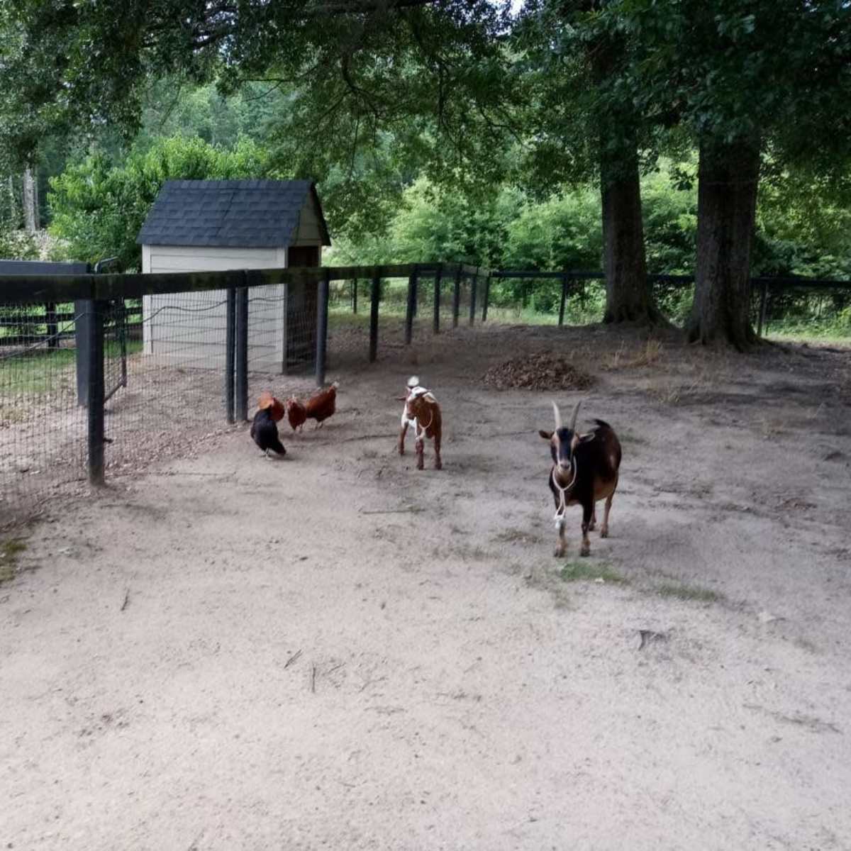 Three goats and two chickens roam in a fenced area with small shelters and trees in the background.