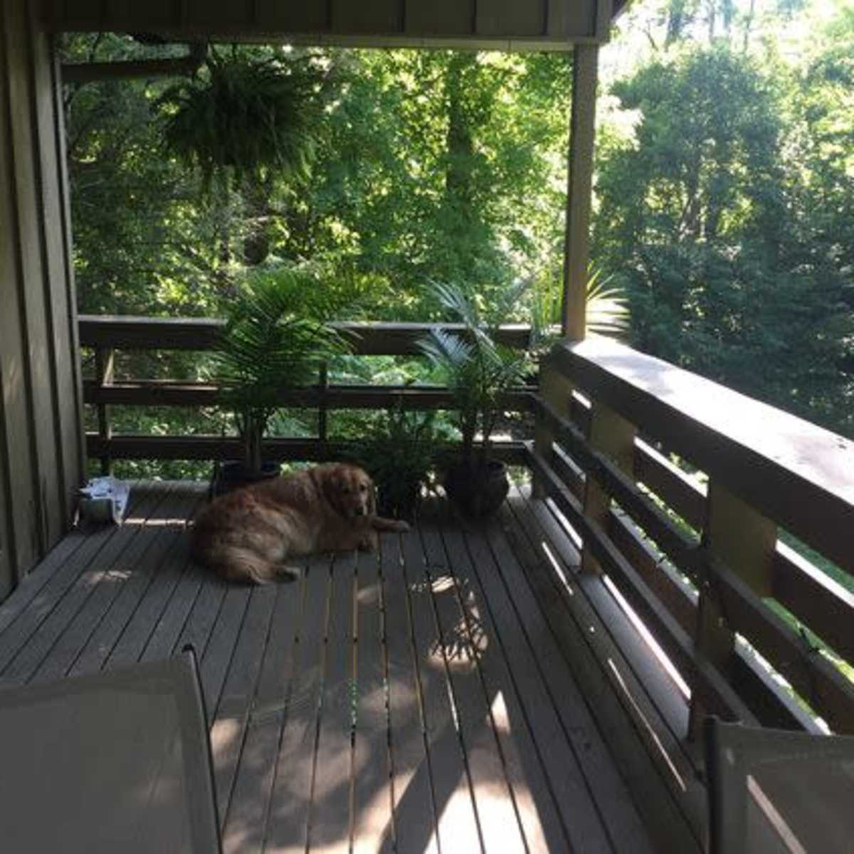 A golden retriever lies on a wooden deck surrounded by potted plants and trees.