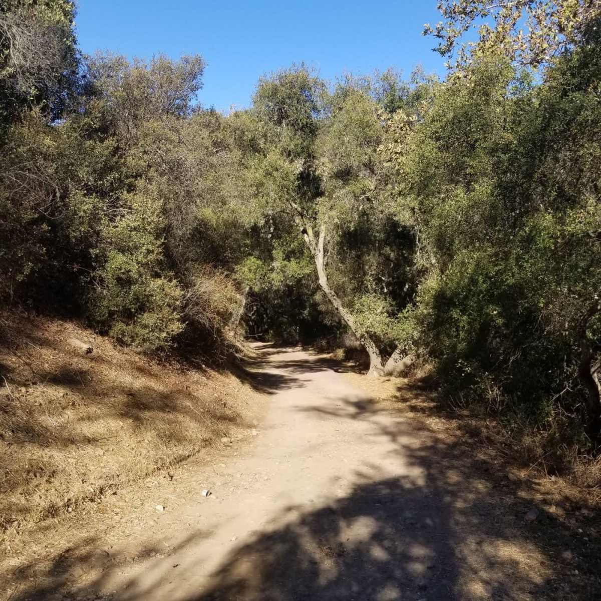 A dirt path winds through a tree-lined area under a blue sky.
