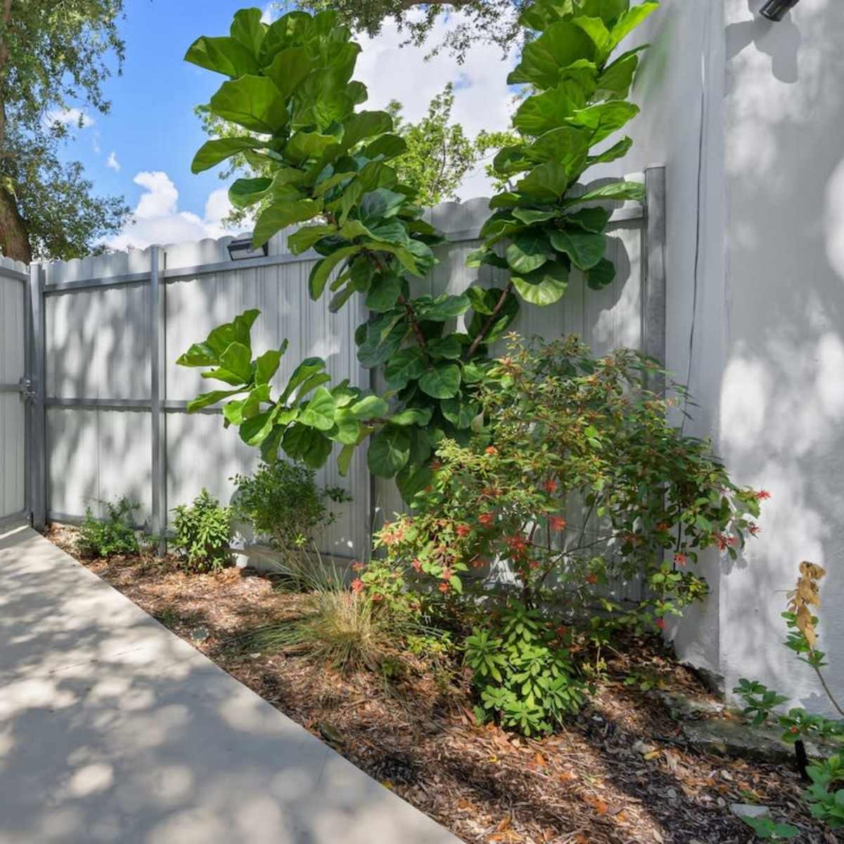 A concrete pathway leads through a fenced garden area featuring shrubs and a large leafy plant.