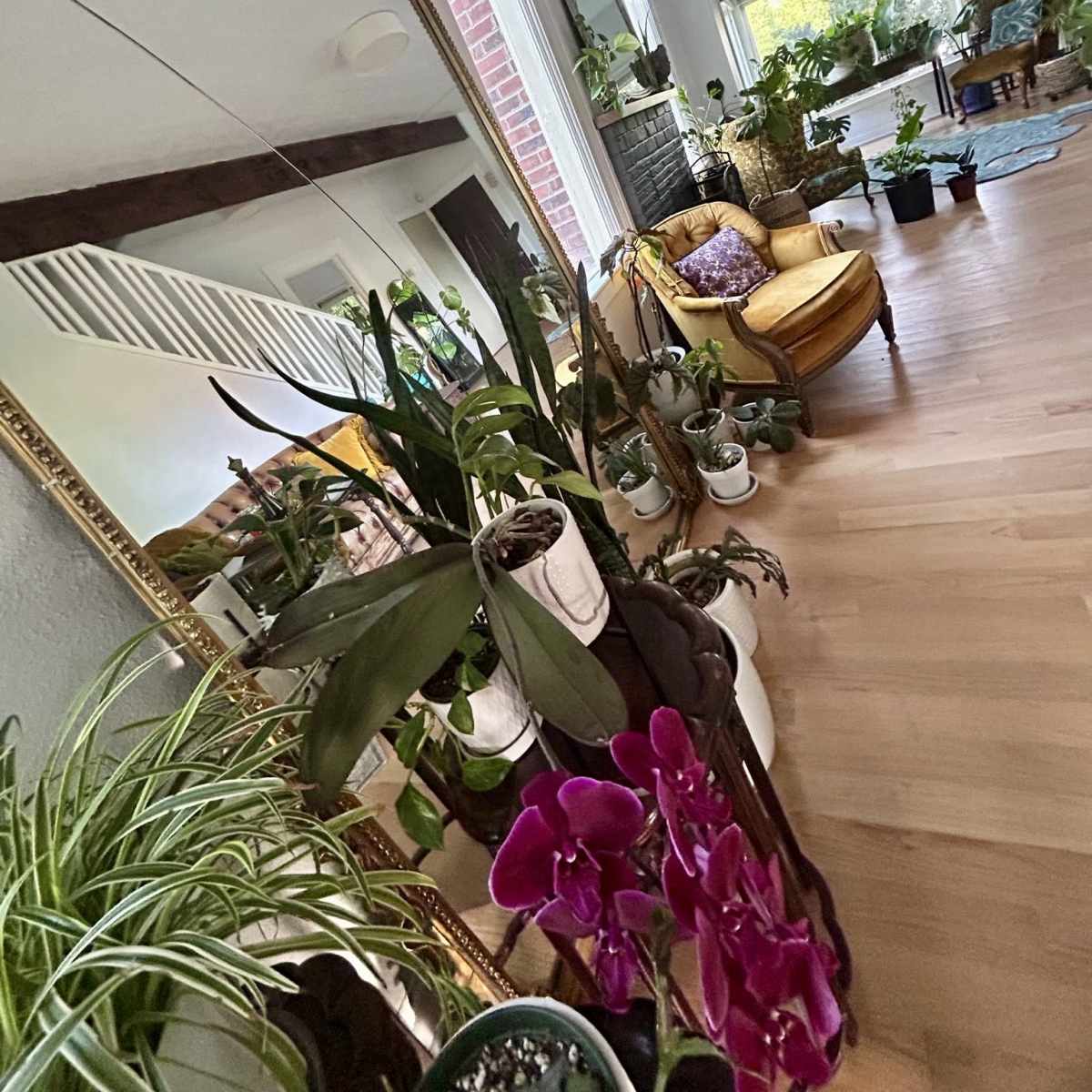 A living room filled with various potted plants and a yellow armchair next to a large mirror reflecting the space.
