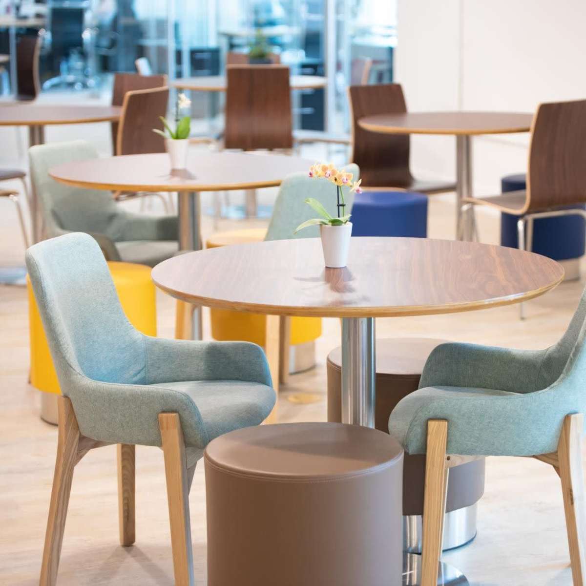 A modern café interior with several round tables and colorful chairs, each featuring small plants as centerpieces.