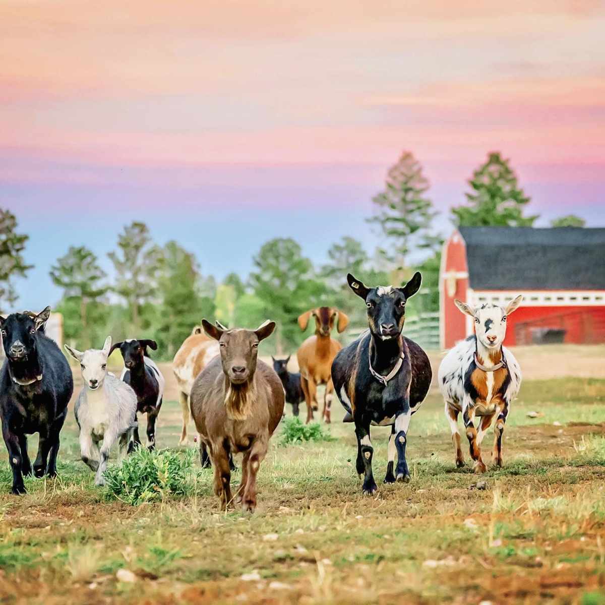 Mountain Farm, Barns, and Scenic Vistas in Conifer Image in Pleasant Park Corridor, Conifer, CO