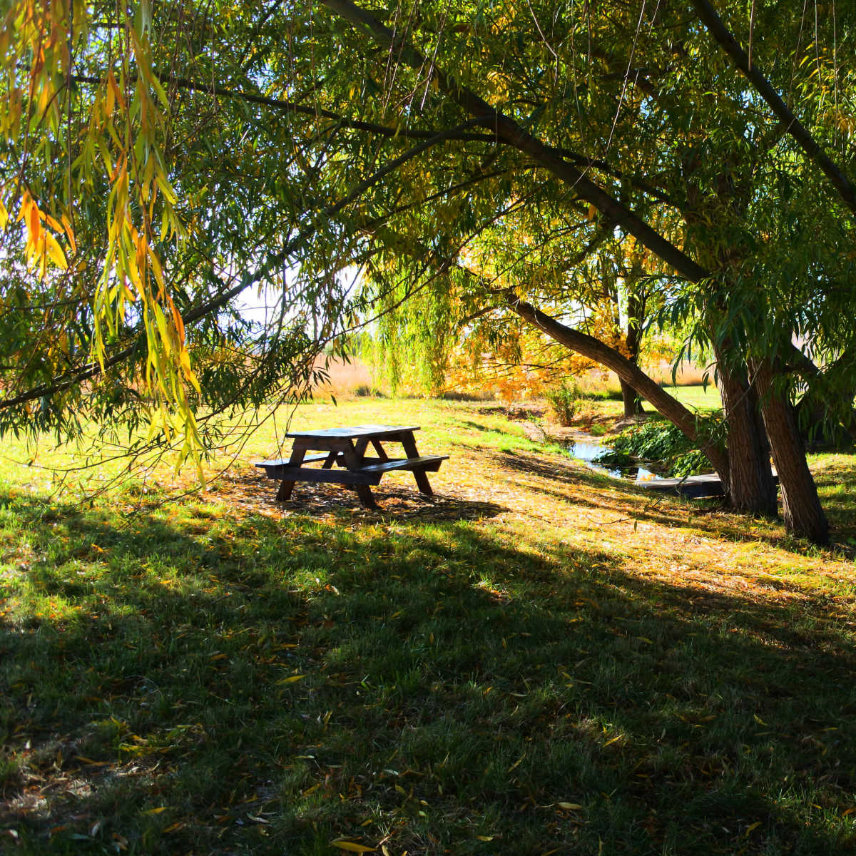 A wooden picnic table is positioned under a canopy of trees beside a small, serene stream.