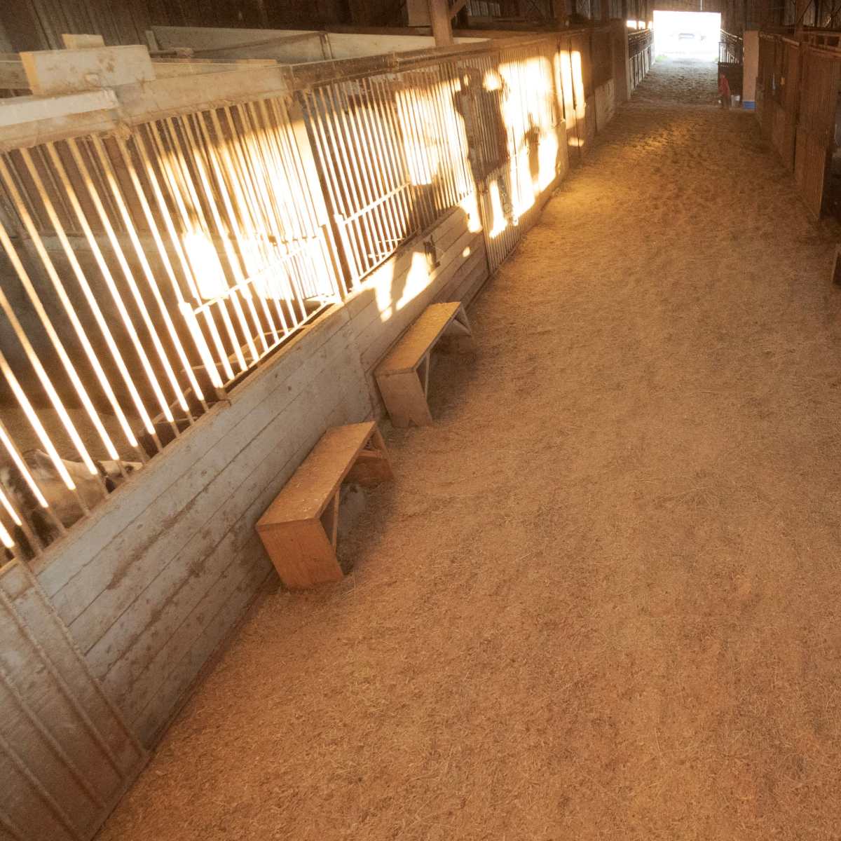A long aisle in a barn with animal stalls on both sides and light streaming in from an open doorway at the far end.
