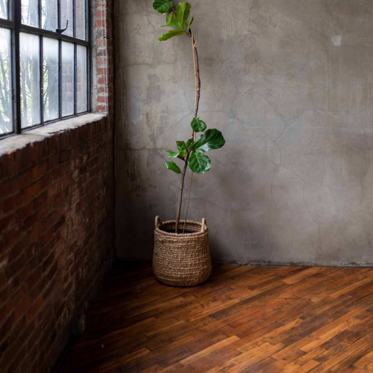 A tall plant with large leaves is positioned in a woven basket against a concrete wall near a large window.