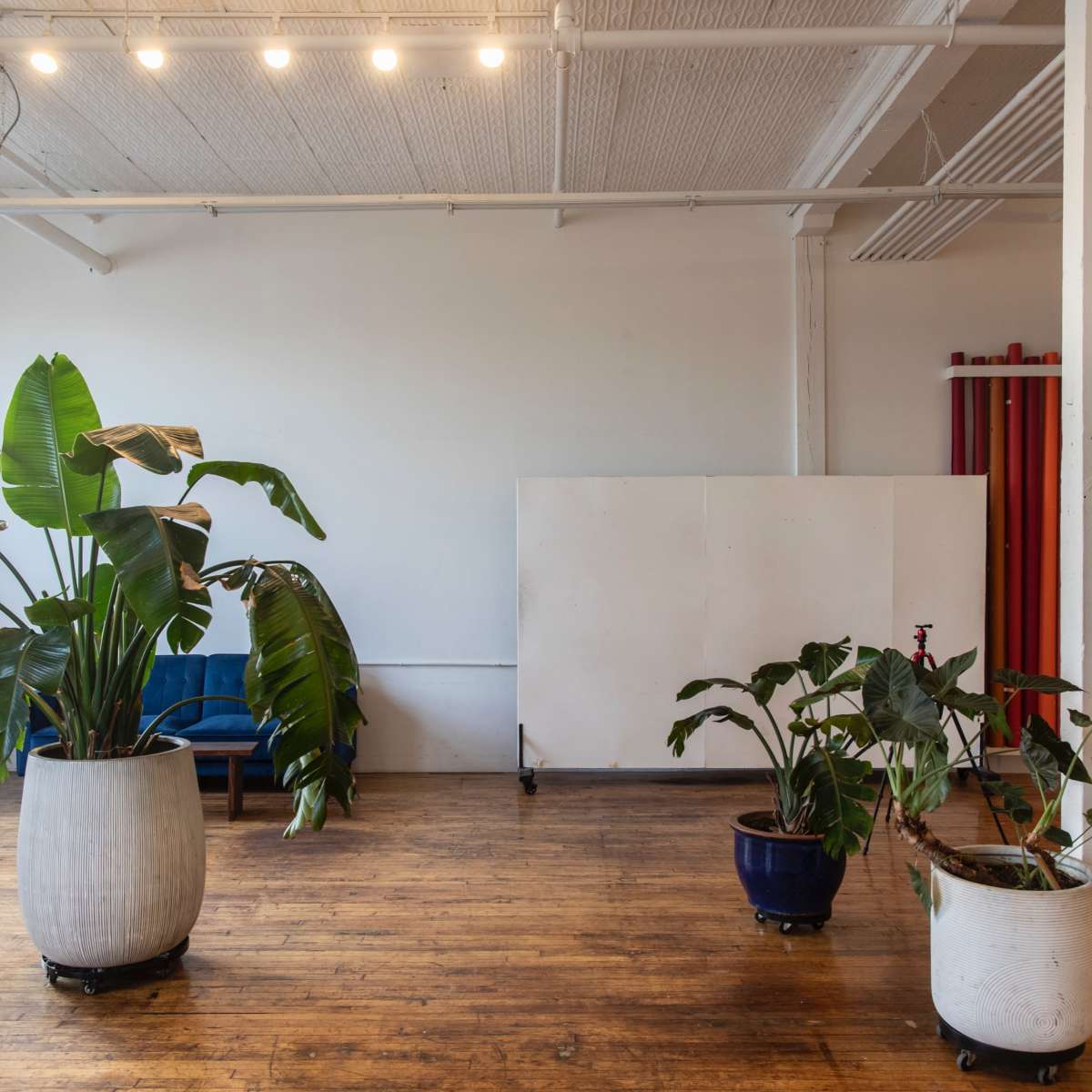 Matka Sosna: Spacious Super Bright Bushwick L Train Studio 🌴 Free Profoto+ARRI Lighting 🌴 Tropical Jungle 🌴 w/Hardwood Floors 15’ Ceilings / Profoto in Brooklyn Image in East Williamsburg, Brooklyn, NY