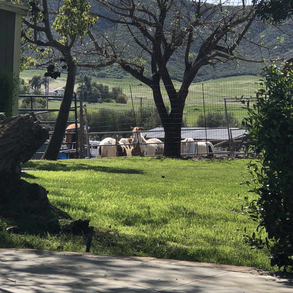 A tree stands in the foreground overlooking a fenced area with goats grazing in a green landscape.