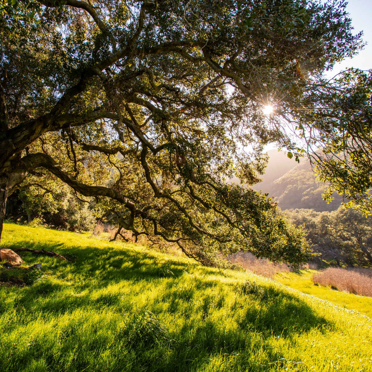 A large tree with sprawling branches is situated on a grassy hillside, with sunlight filtering through the leaves.