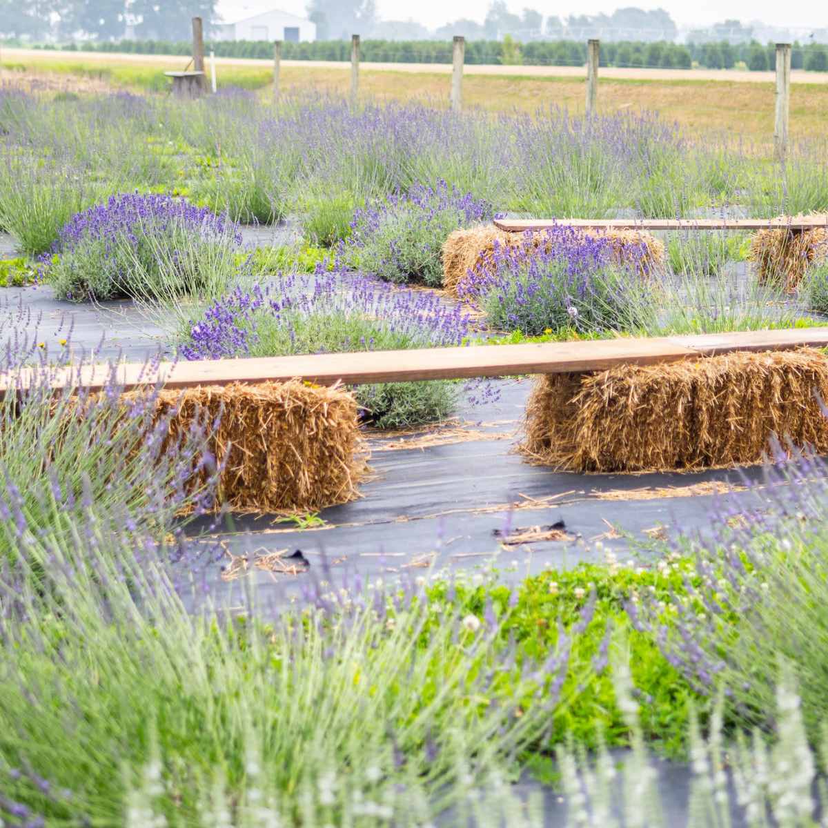 A field of lavender plants with straw bales arranged between rows, set against a backdrop of a farm landscape.