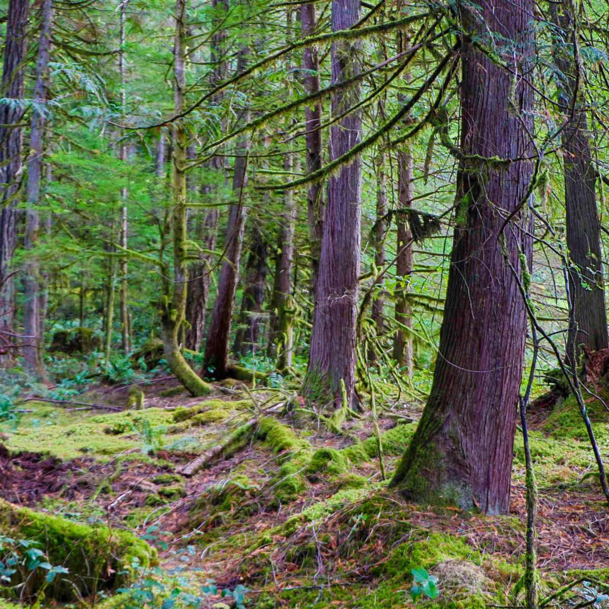 A dense forest with tall trees and a carpet of moss covering the ground.