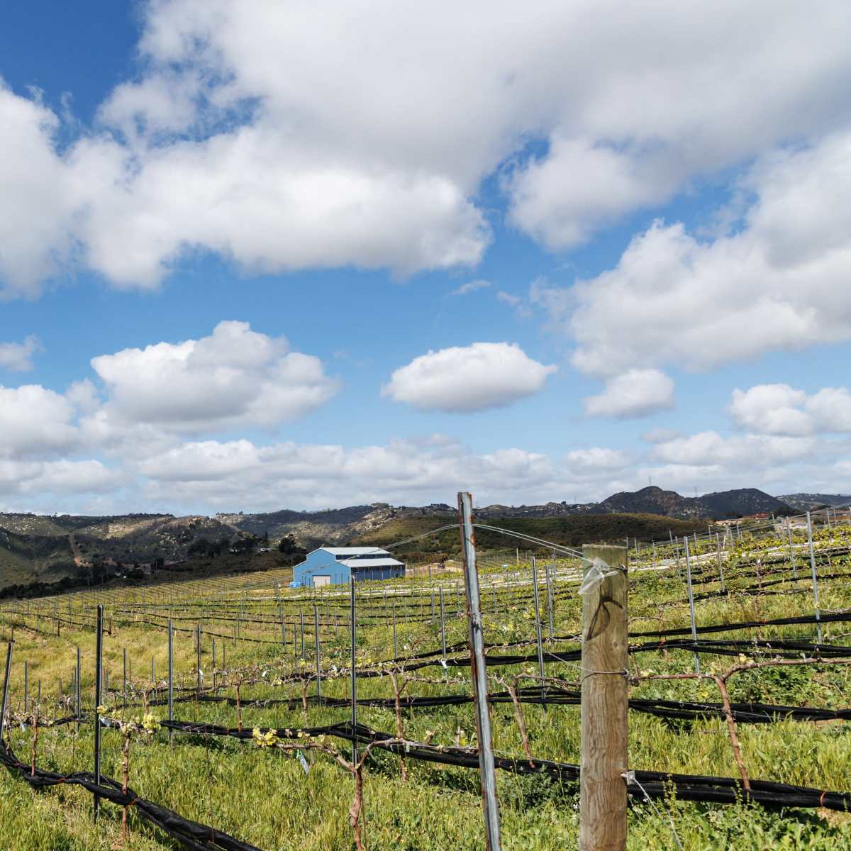 Rural Vineyard with Spectacular Country Views in Fallbrook Image in , Fallbrook, CA