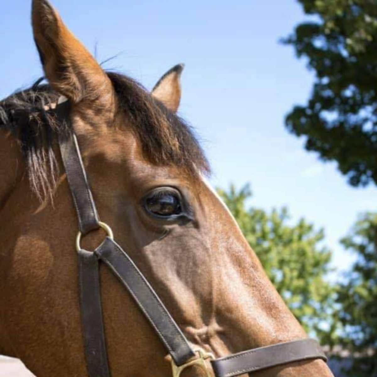 A brown horse with a leather halter stands against a backdrop of green trees and a blue sky.