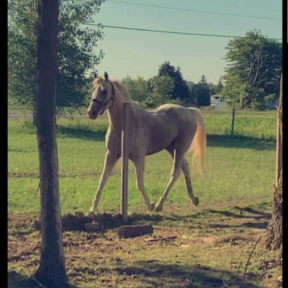 A horse walks through a grassy field next to a fence and trees.