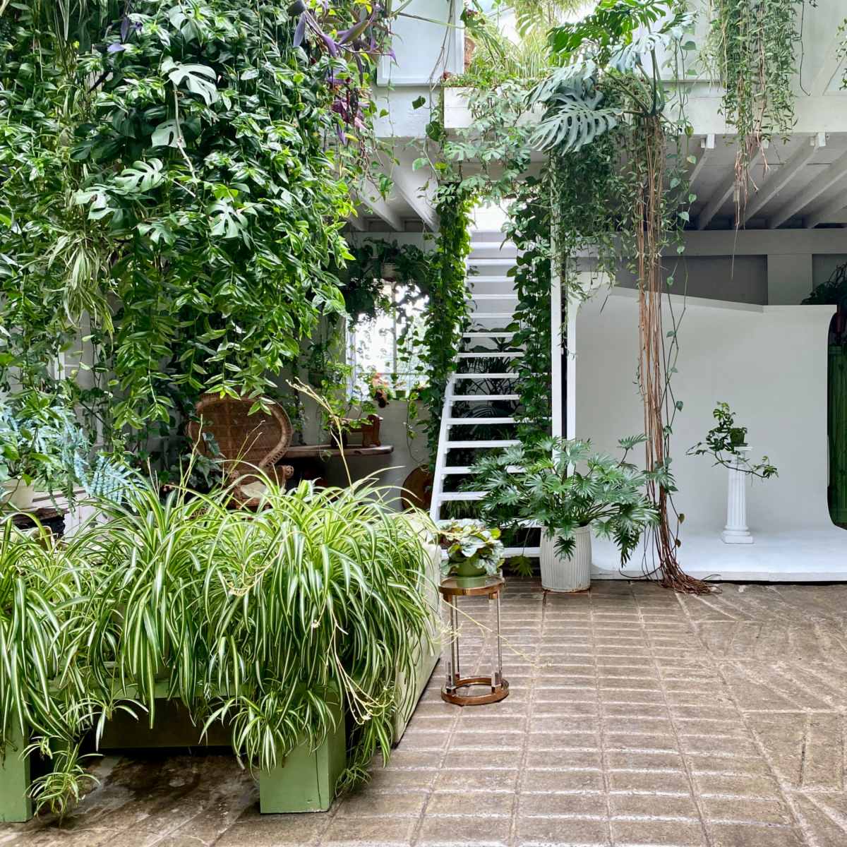 A well-lit indoor space filled with various plants, featuring a staircase, a white backdrop, and a mix of greenery throughout the area.