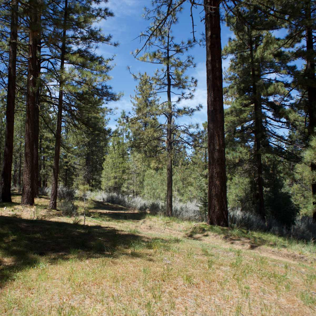 A wooded area with tall pine trees and a grassy ground under a clear blue sky.