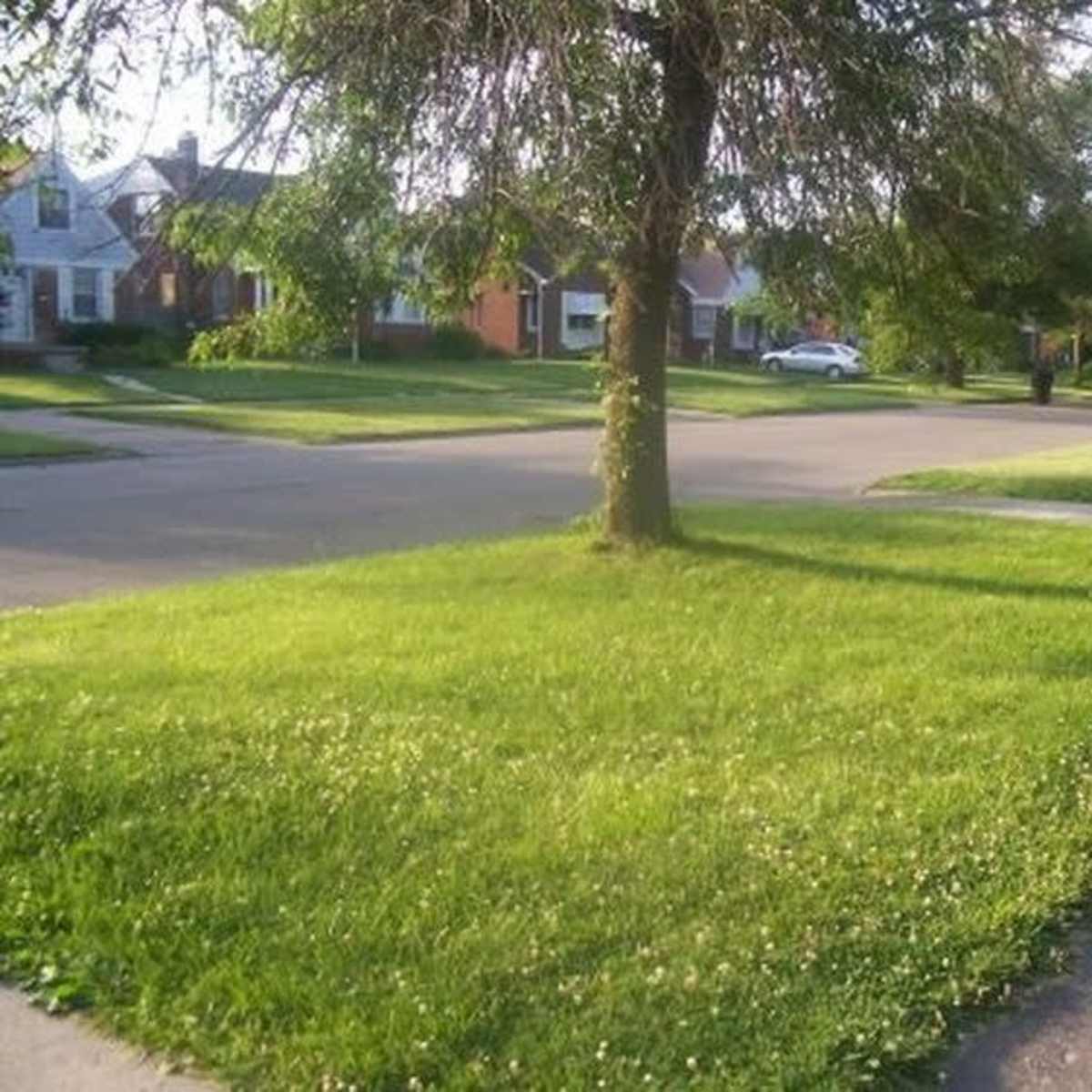 A green lawn with a tree is bordered by a residential street lined with houses and parked cars.