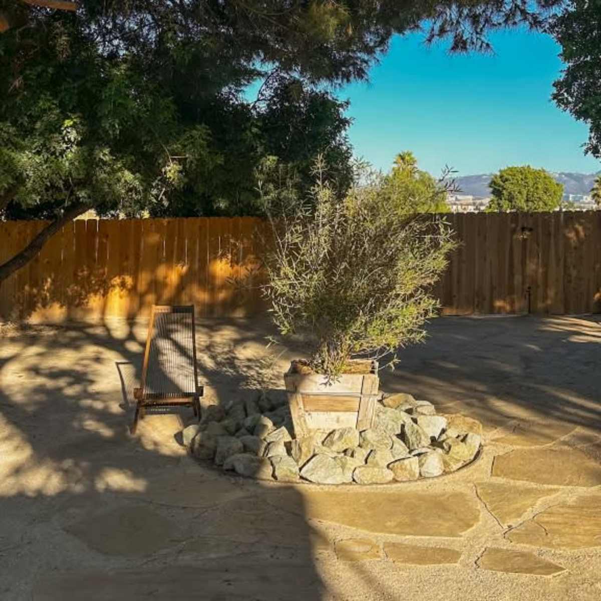 A wooden chair sits beside a circular stone bed planted with a small olive tree in a sunlit backyard.