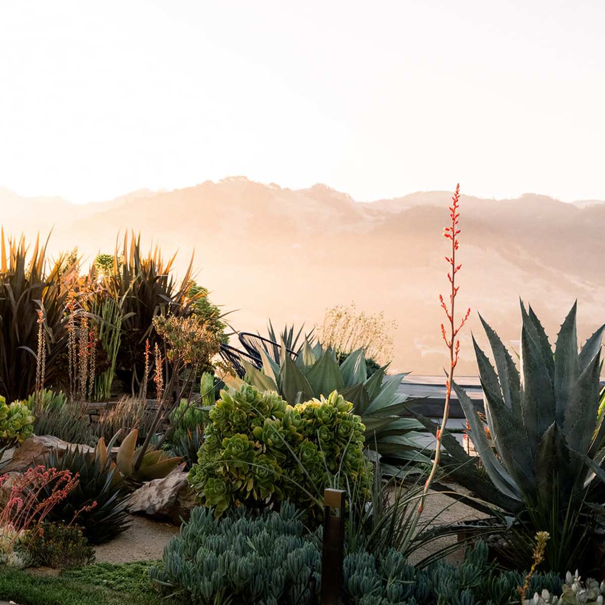 A landscape featuring various succulent plants and cacti against a backdrop of mountains during sunset.