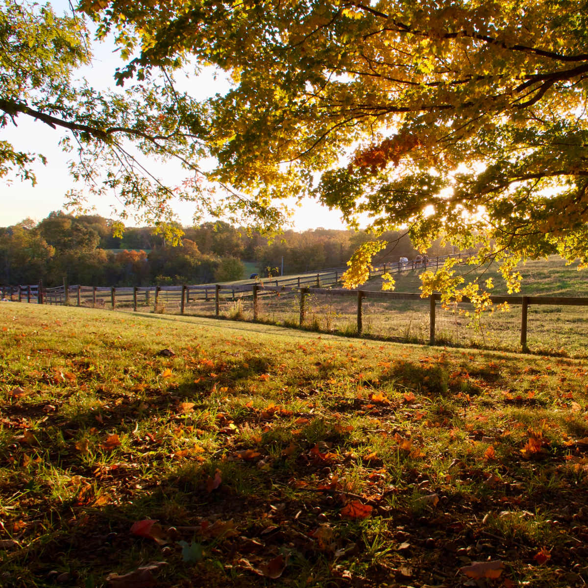 10 Acre Horse Farm with Pastures, Barn, and Cottage in Springfield Image in , Springfield, TN