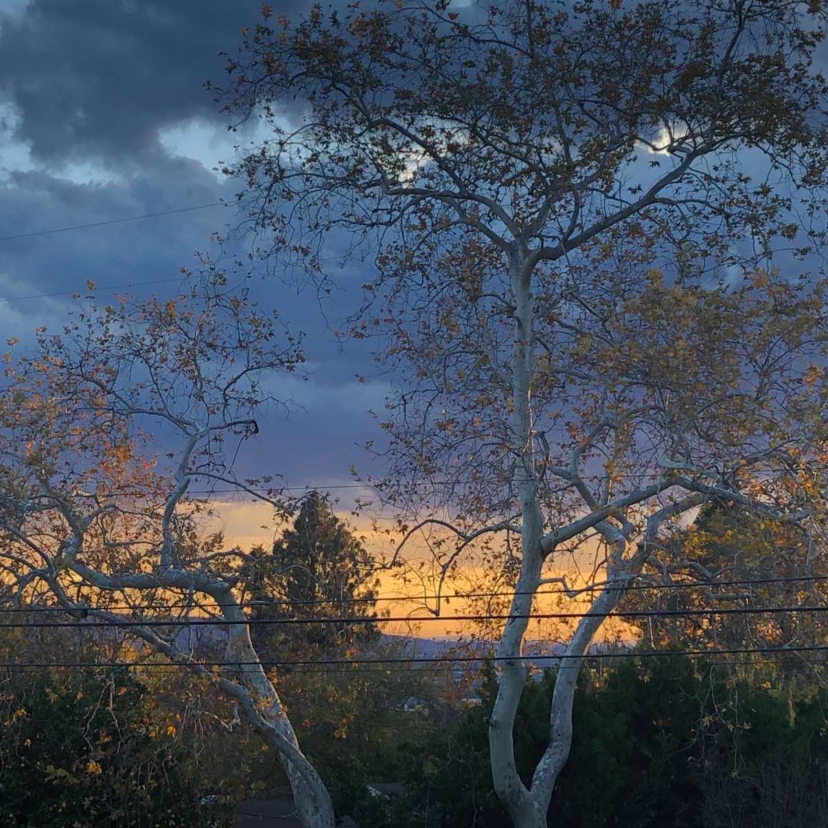 Two bare trees with sparse leaves are silhouetted against a colorful sunset sky featuring clouds and distant mountains.