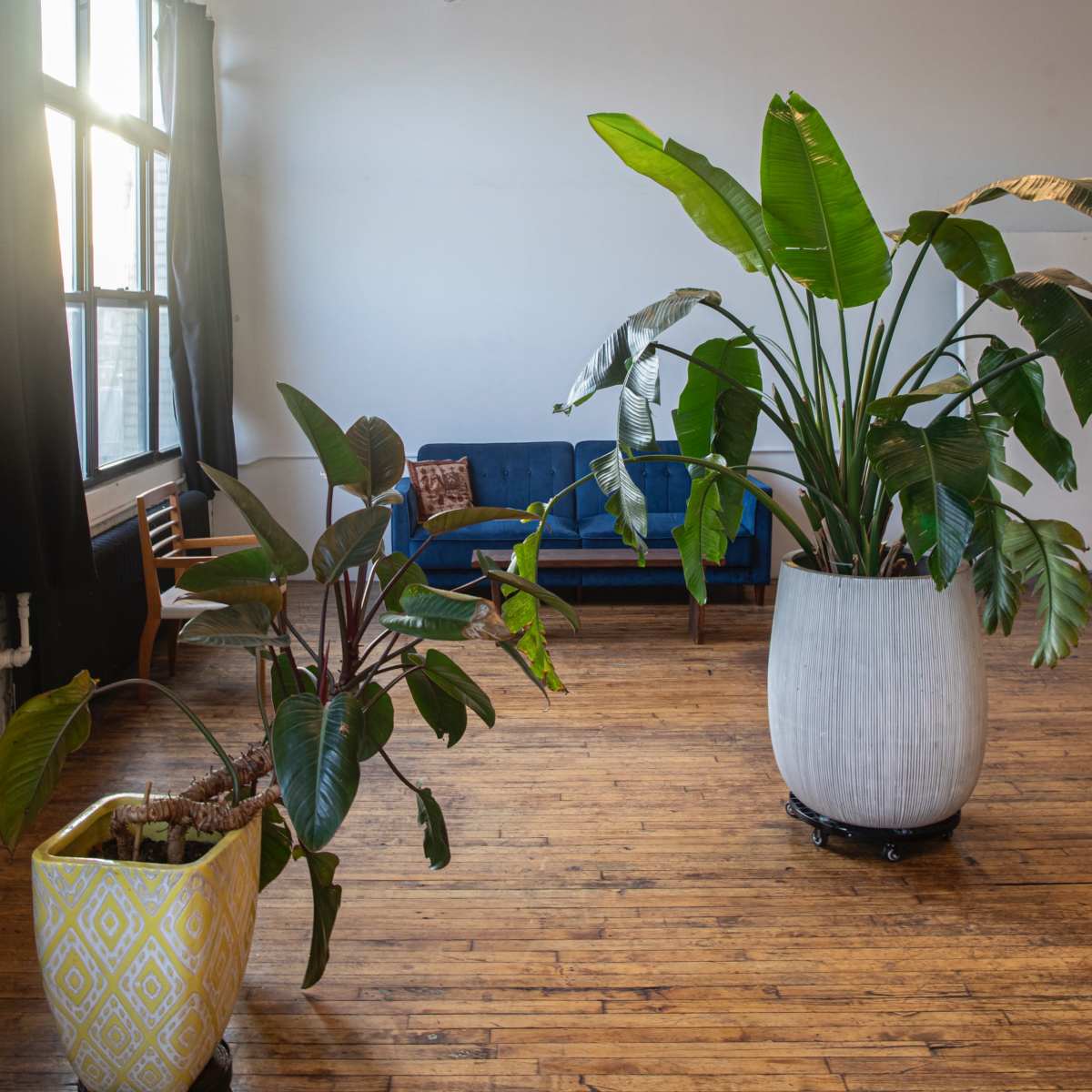 Matka Sosna: Spacious Super Bright Bushwick L Train Studio 🌴 Free Profoto+ARRI Lighting 🌴 Tropical Jungle 🌴 w/Hardwood Floors 15’ Ceilings / Profoto in Brooklyn Image in East Williamsburg, Brooklyn, NY