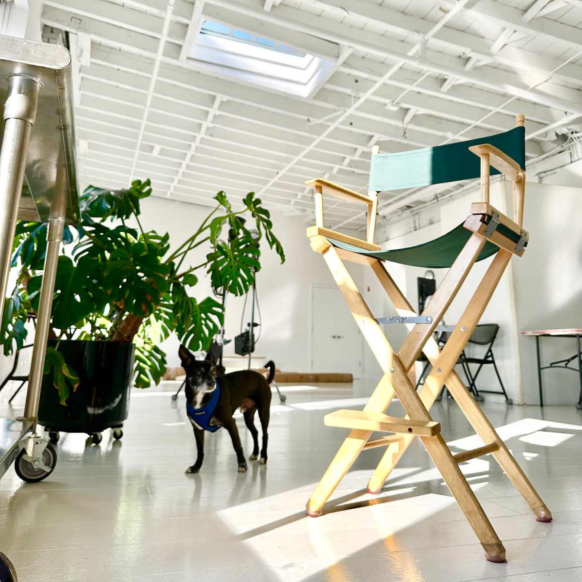 A bright, spacious room with a skylight, a tall potted plant, a director's chair, and a small dog walking on a white floor.