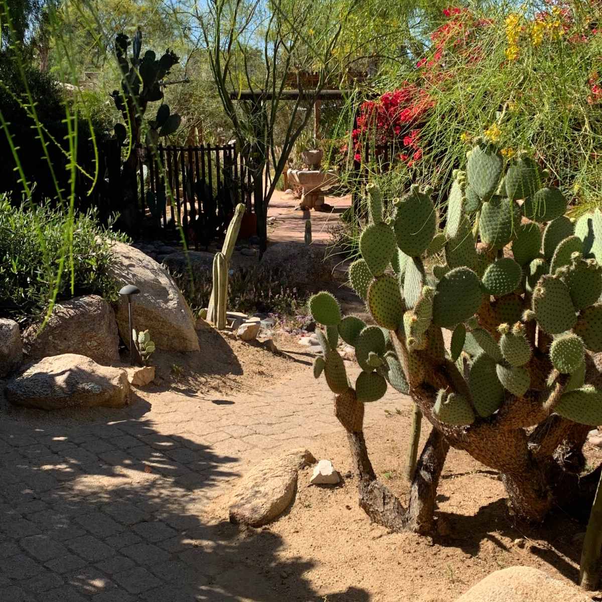A desert garden features various cactus plants surrounded by rocks and shrubs.