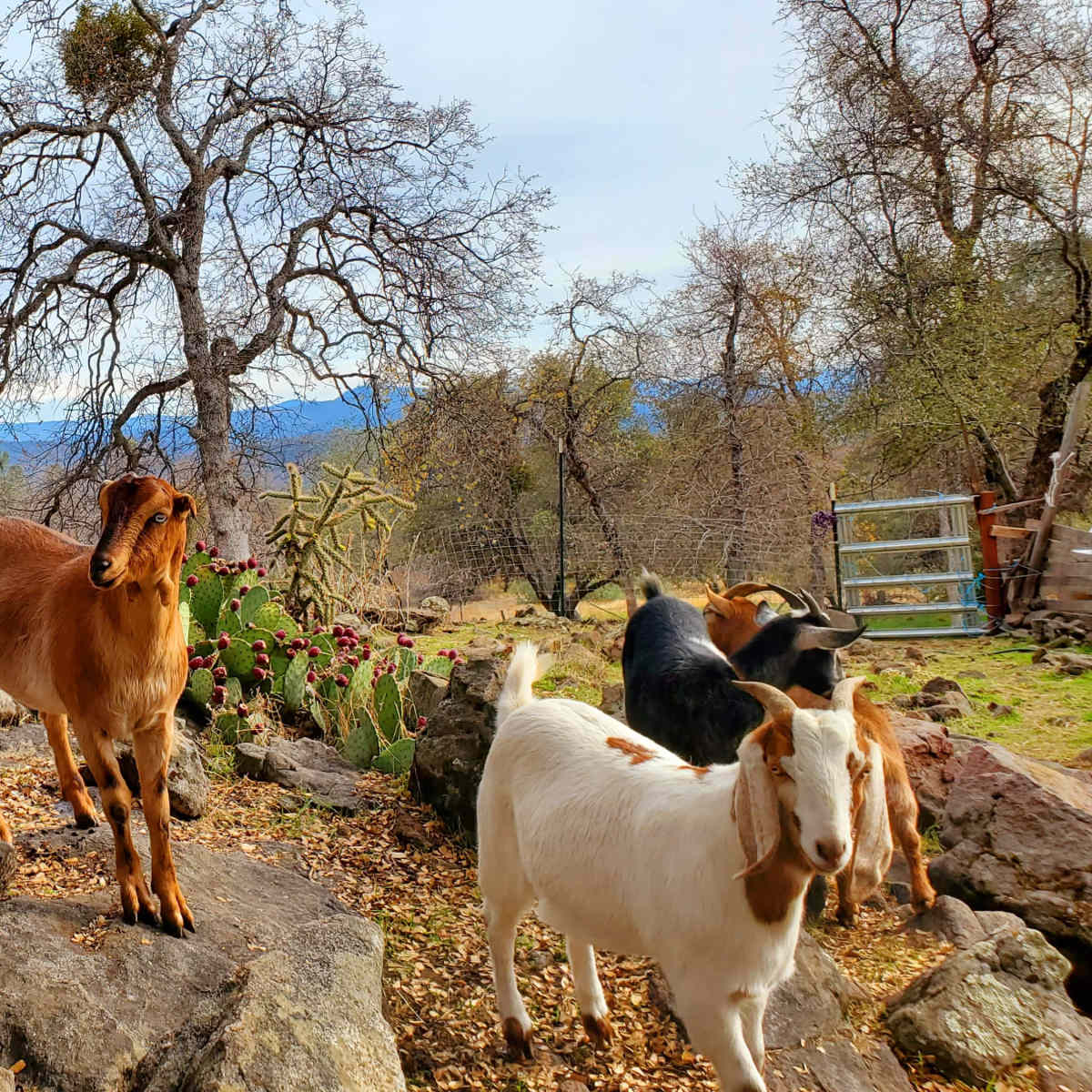 A group of goats stands on rocks in a rural landscape adorned with trees and cacti.