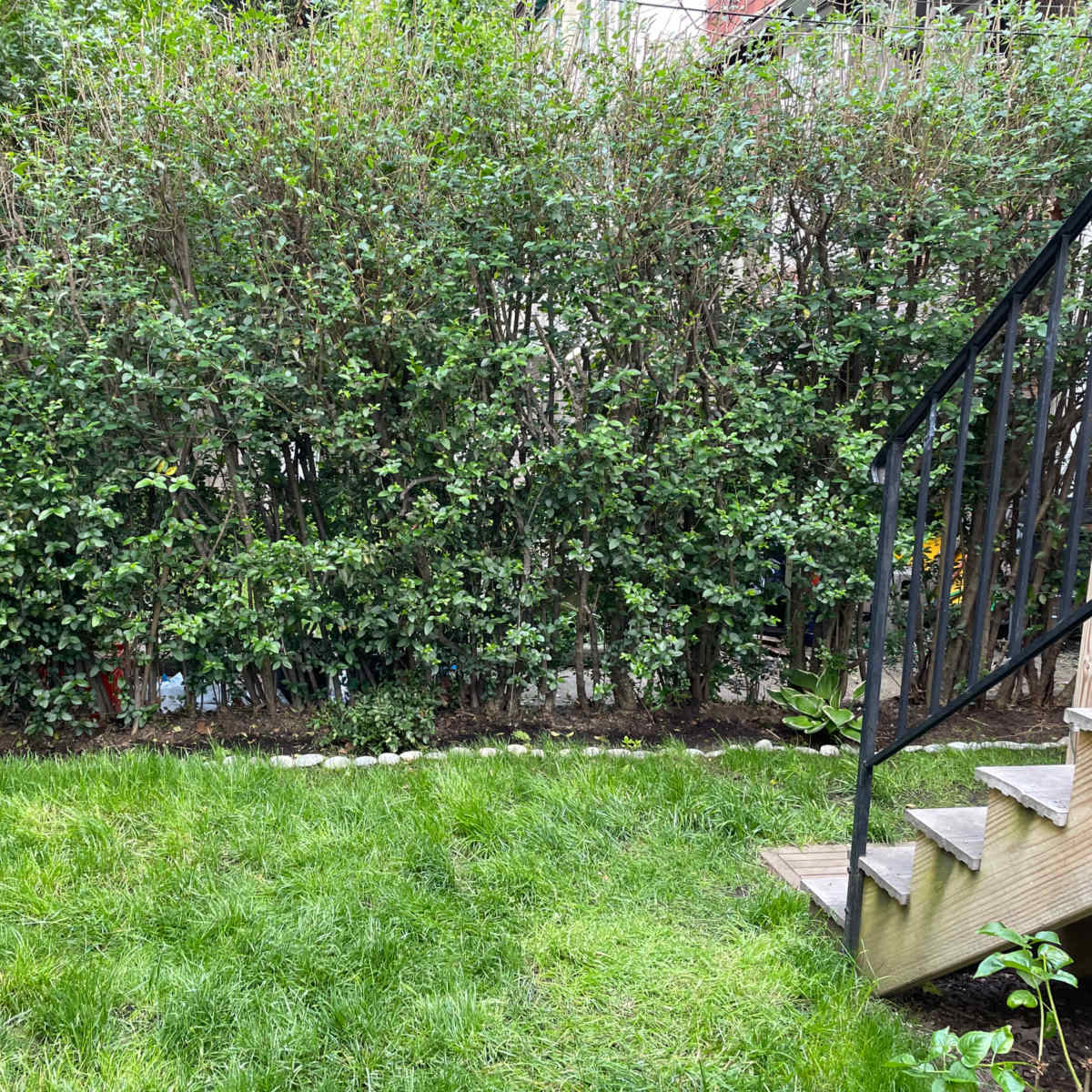 A grassy area enclosed by hedges, with a wooden staircase on the right leading to an upper level.