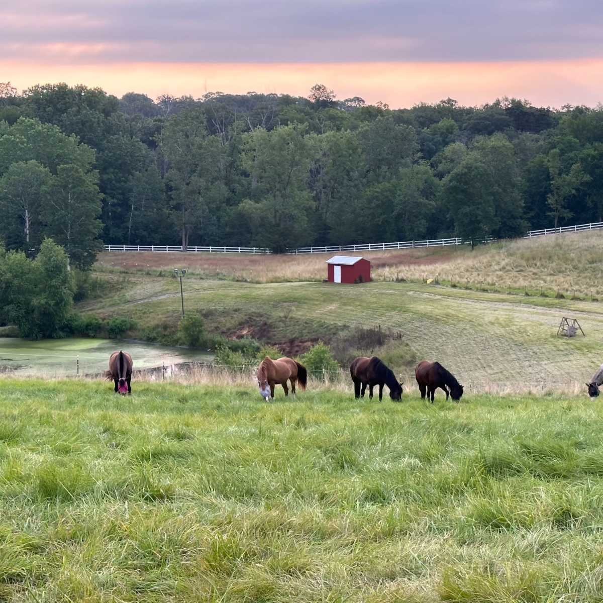 Gorgeous farm property with rolling hills, white fences, plenty of trees, one acre pond, indoor offices/studios/changing rooms, and bathrooms. in Minnetrista Image in Minnetrista, Minnetrista, MN