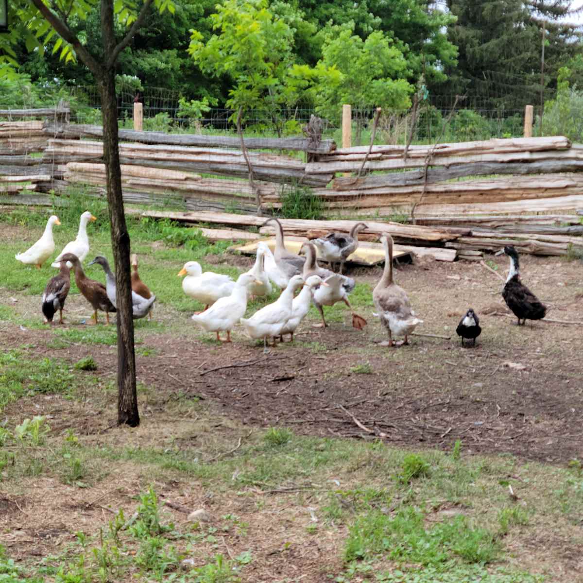 A group of various types of ducks and geese is gathered on the ground near a wooden fence in a farmyard.