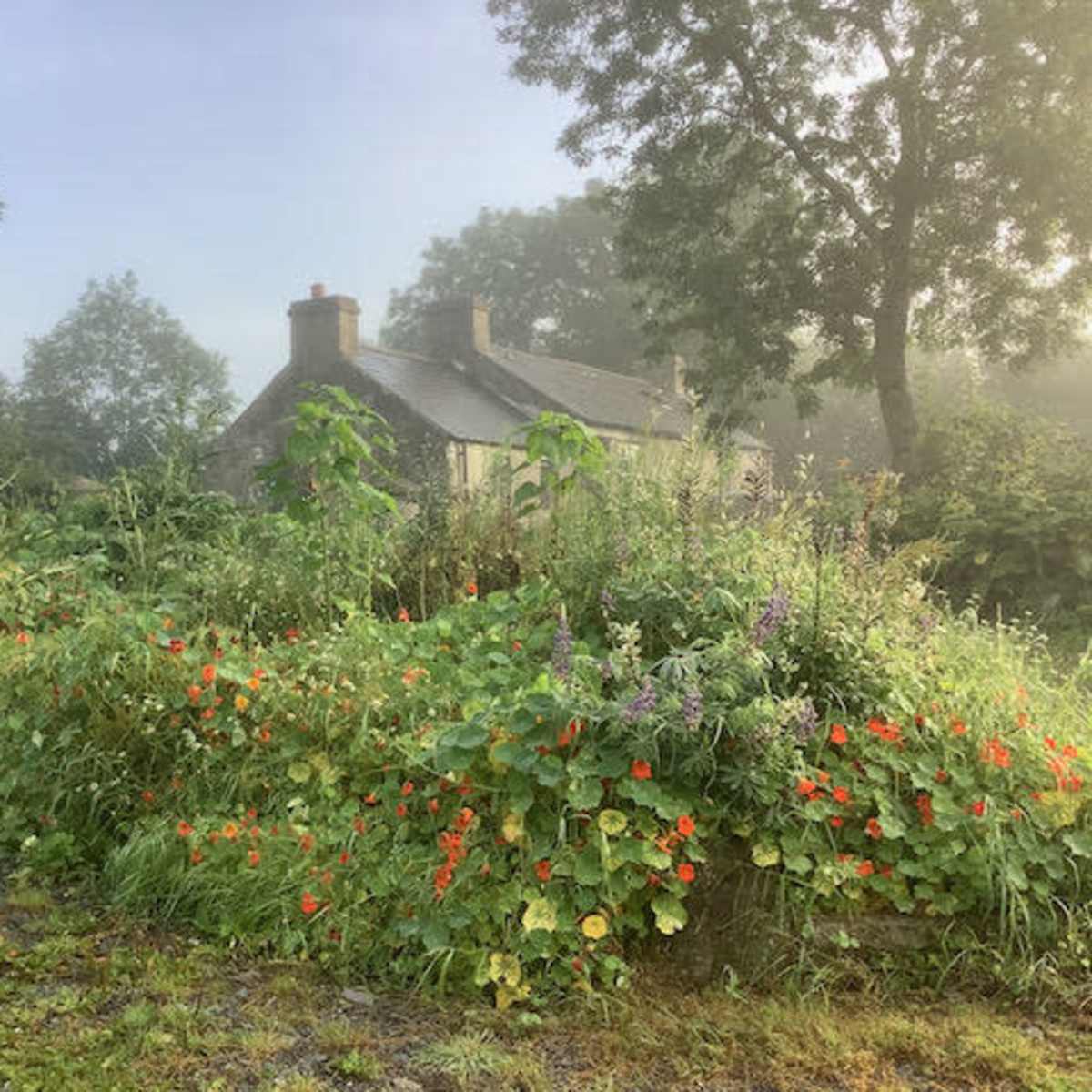 A foggy morning scene shows a house partially obscured by tall plants and vibrant flowers in the foreground.