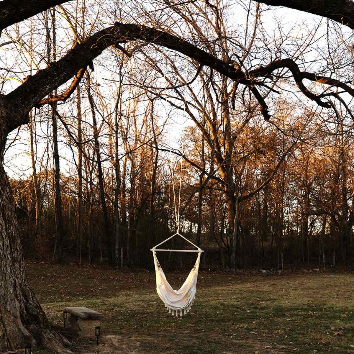 A hammock is suspended from a tree branch in a bare backyard surrounded by trees.