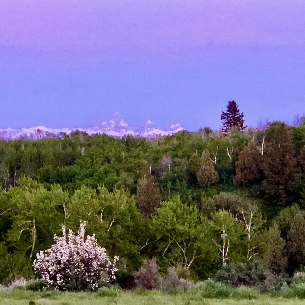 A flowering tree stands in the foreground, surrounded by lush green foliage, with snow-capped mountains visible in the distance against a twilight sky.