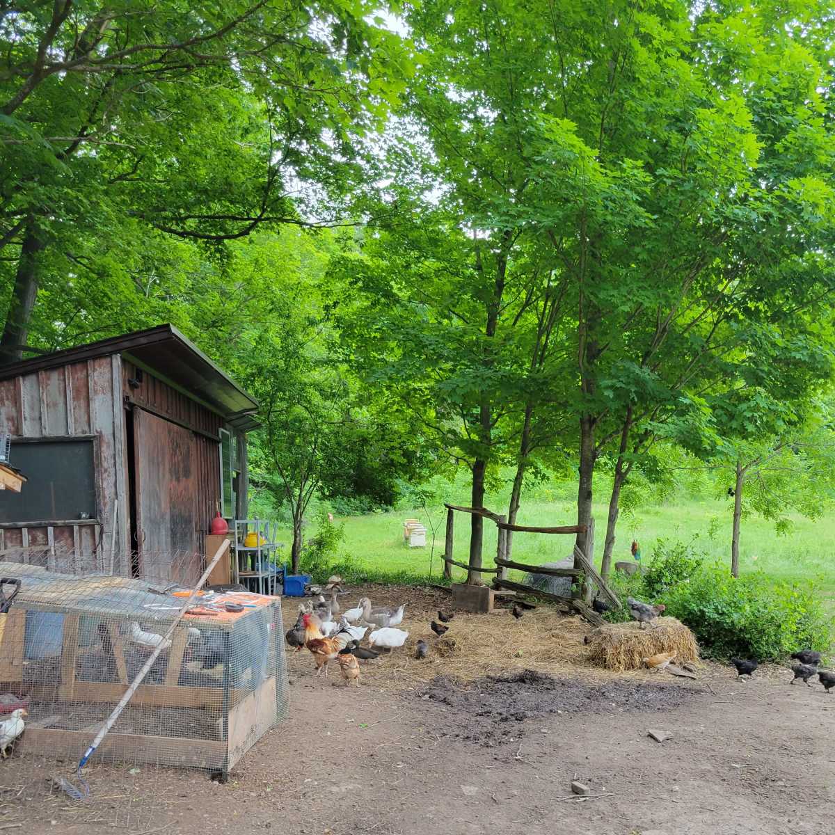 A variety of poultry, including chickens and ducks, are gathered around their coop near a grassy area with trees.
