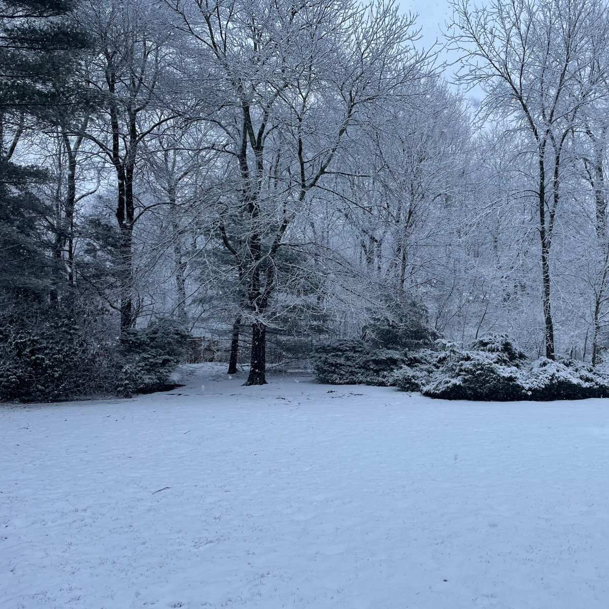 A snowy landscape features trees covered in white frost, with a blanket of snow covering the ground.