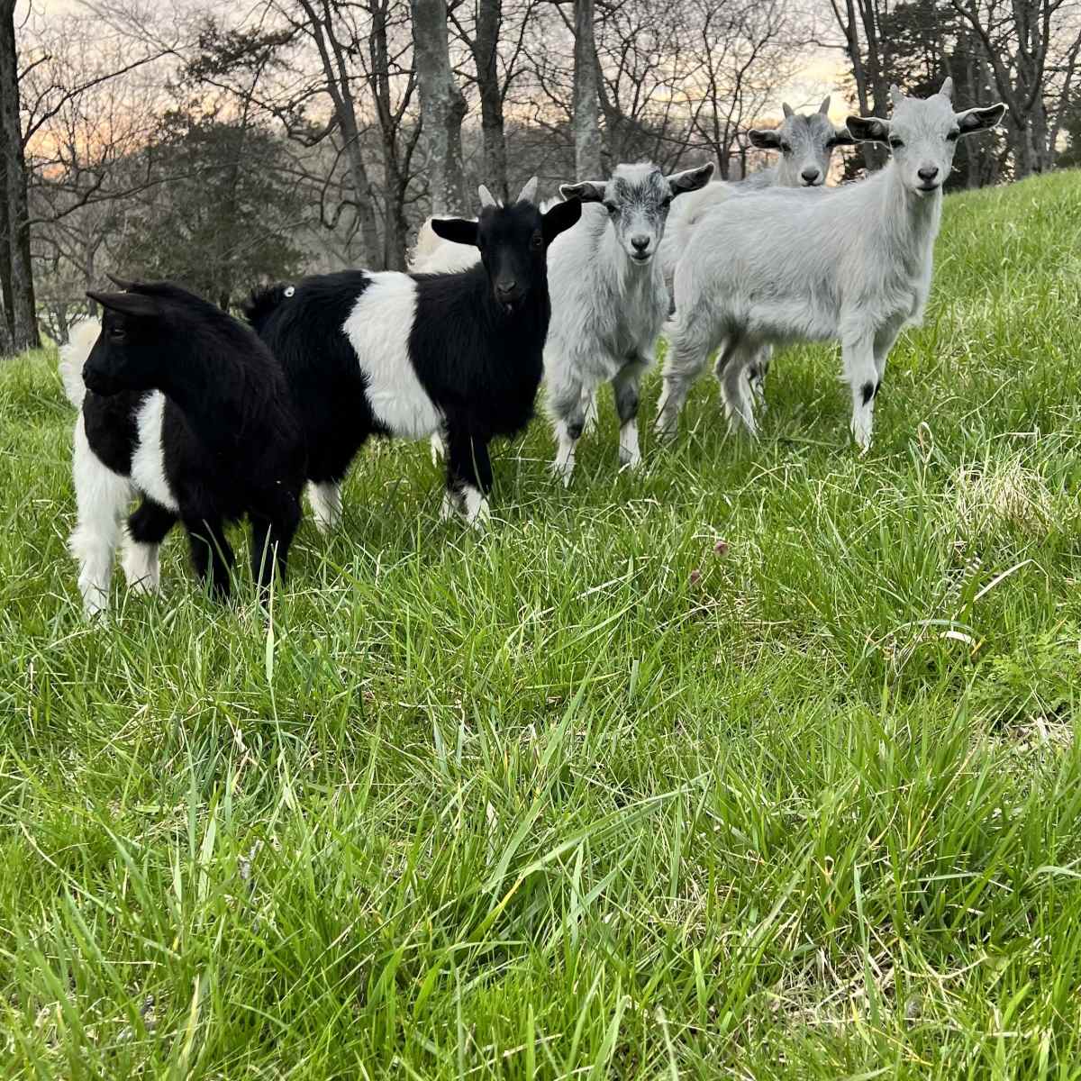A group of four goats, two black and white and two gray, stands on green grass in a field with bare trees in the background.
