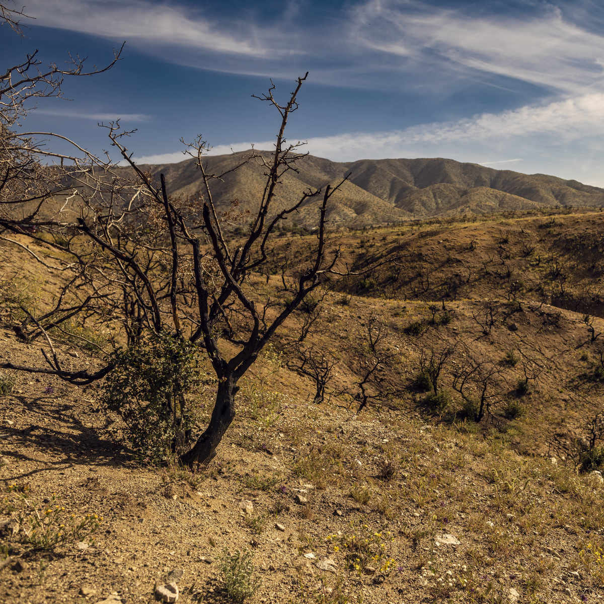 A dry, barren landscape features burnt trees and rolling hills under a blue sky with wispy clouds.