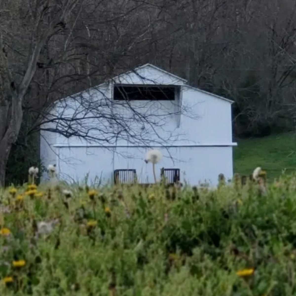 A white barn is situated in a grassy area with dandelions in the foreground and bare trees in the background.