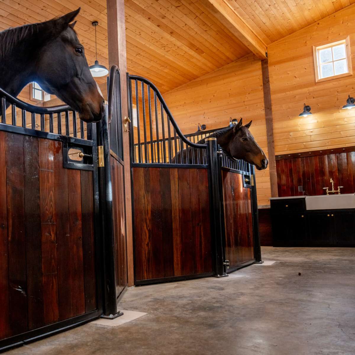 Two horses stand in adjacent stalls inside a wooden horse barn.