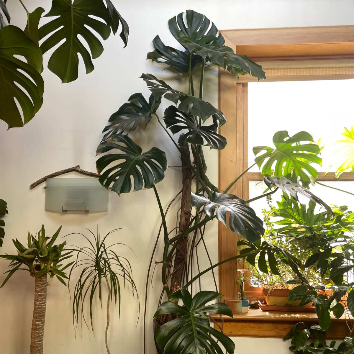 A variety of indoor plants, including a tall monstera and a potted palm, are arranged near a window with natural light streaming in.
