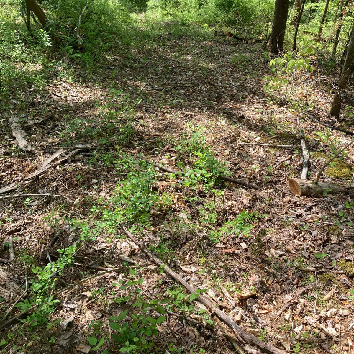 A wooded area with a narrow, overgrown path leading downhill, surrounded by various plants and trees.