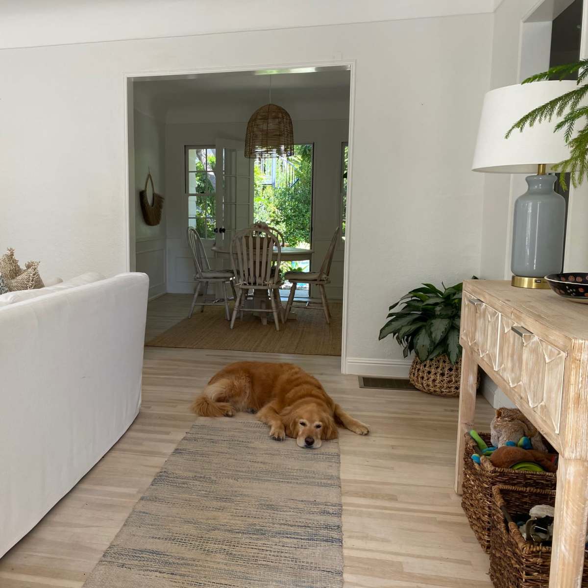A golden retriever lies on a rug in a light-filled living room, with a dining area visible in the background.